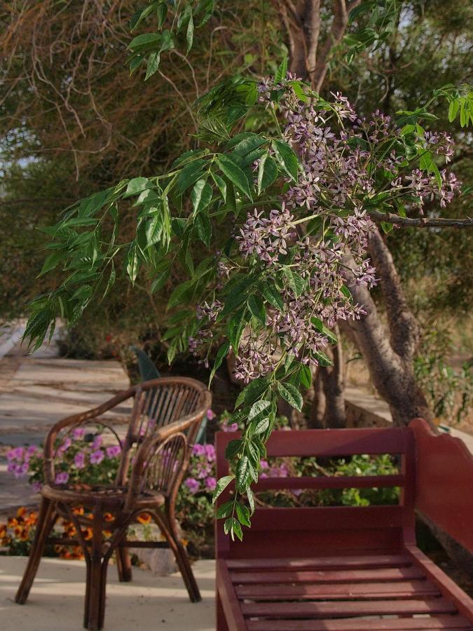 Flower And Crafts - The Eco Nature House 莫诺利索斯 外观 照片